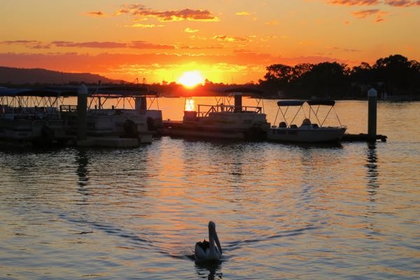 Pelican-at-sunset-in-Noosaville