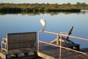 egret-at-our-jetty-the-loft-noosa-sound